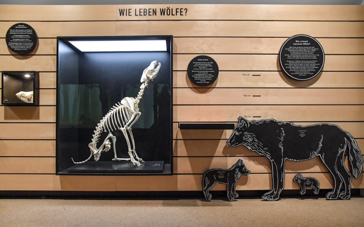 Wolfsinformationszentrum (WIZ) entstand 2018 in der Schorfheide 