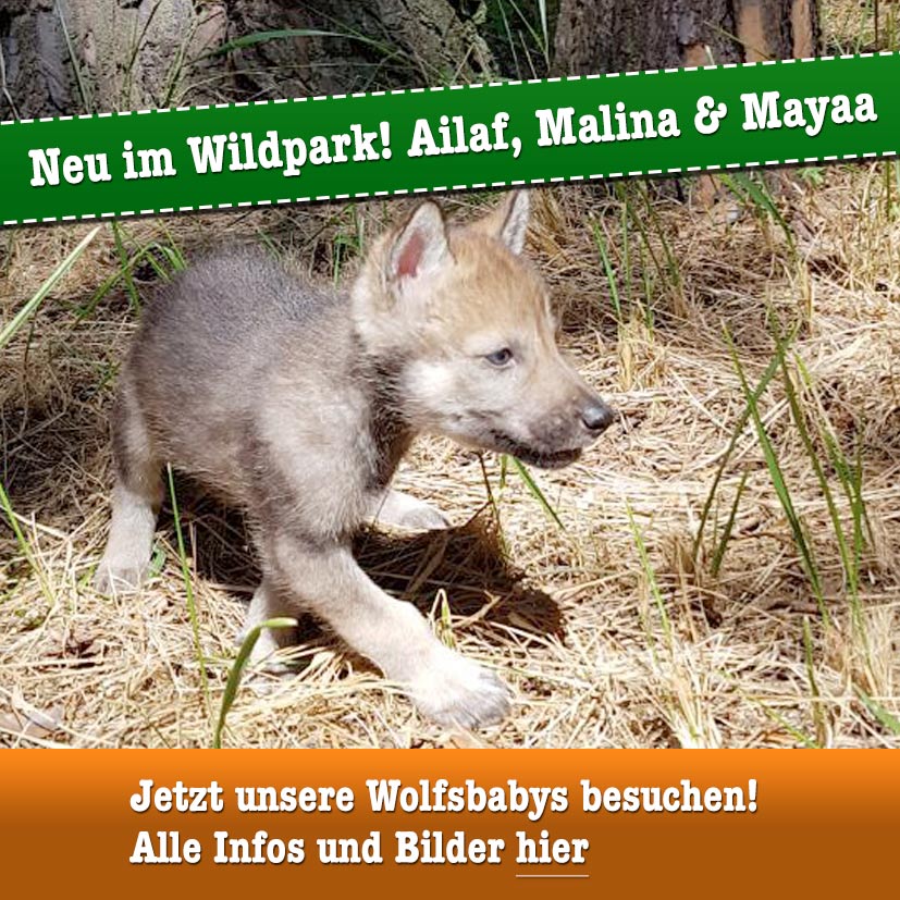 Neu im Wildpark! Ailaf, Malina & Mayaa