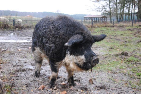 Wildschwein im Matsch