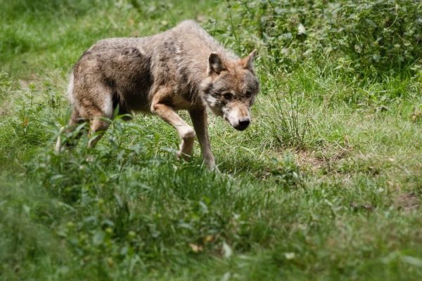 Wolf beim Jagen