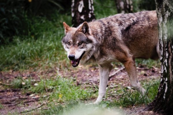 Wolf kommt hervor