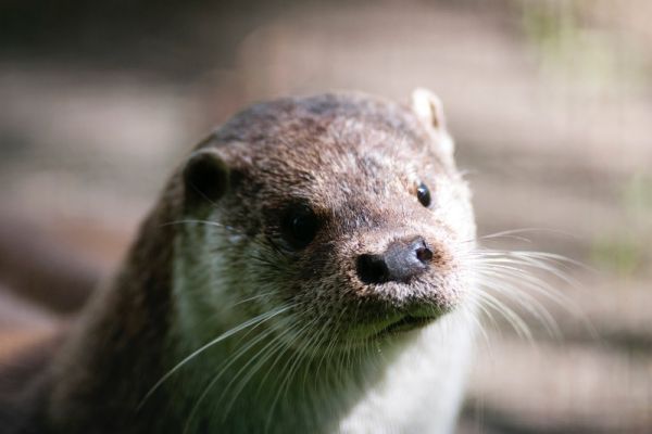 Otter schaut in die Kamera