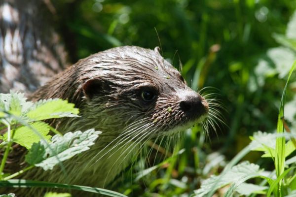 Otter im Grünen