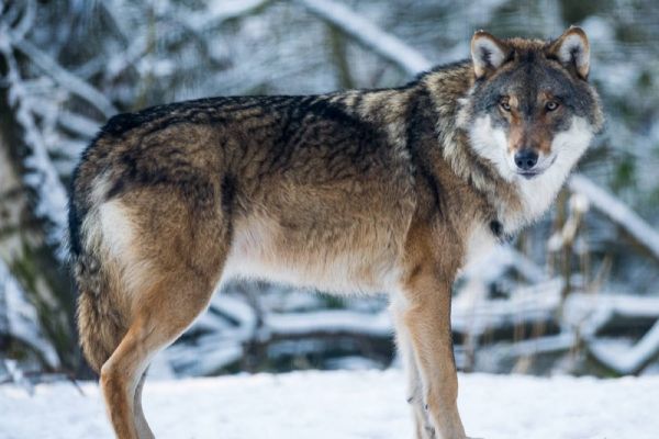 Wolf im Schnee