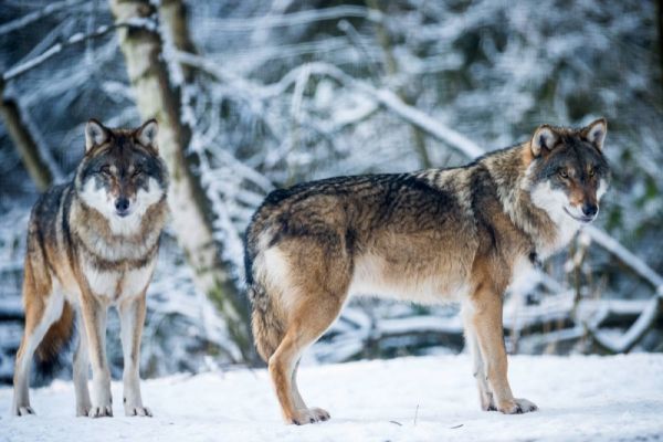 Wölfe im Schnee