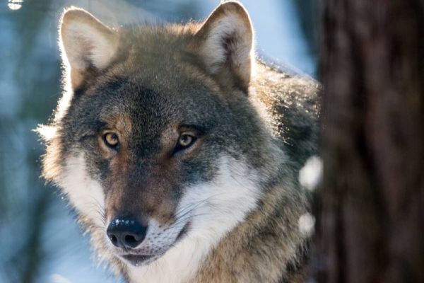 Wolf schaut in die Kamera