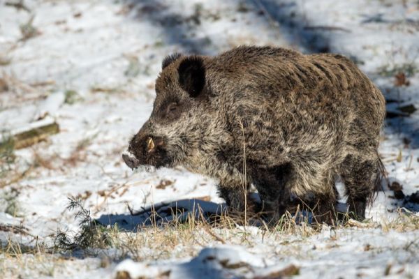 Wildschwein im Schnee