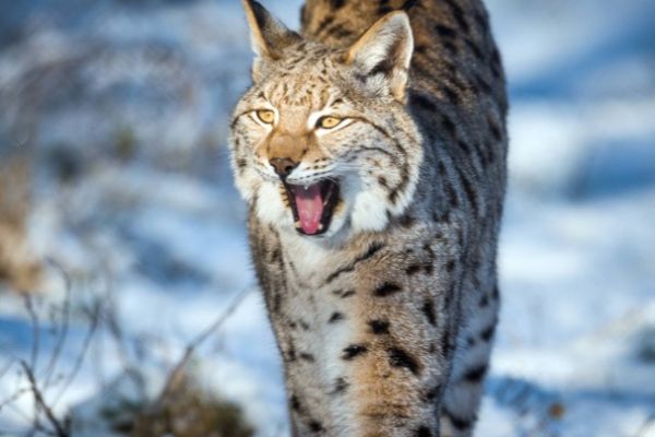 Lux mit offenen Maul