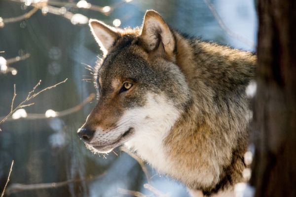 Wolf schaut in den Wald
