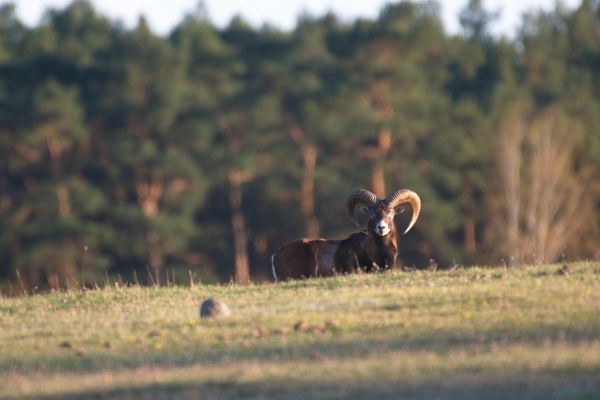 Steinbock