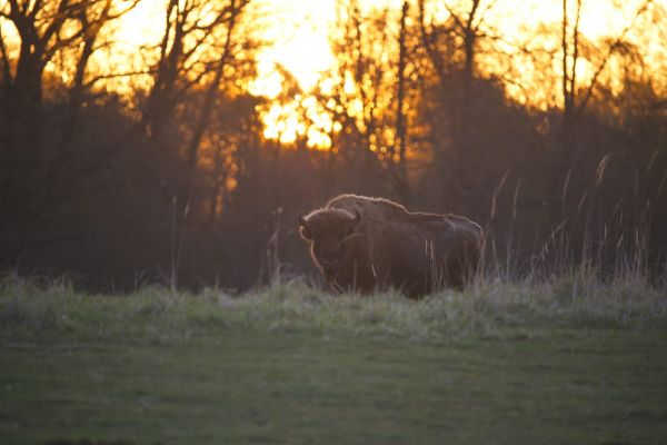 Bison auf Wiese