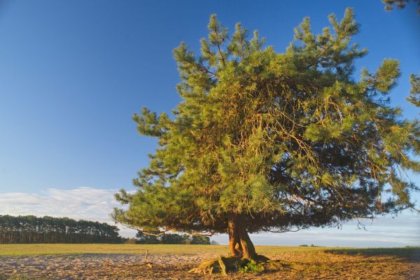 Baum inmitten des Wildparks
