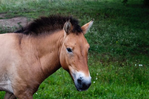 Pferd