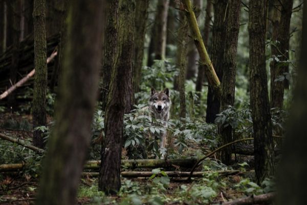 Wolf im Wald
