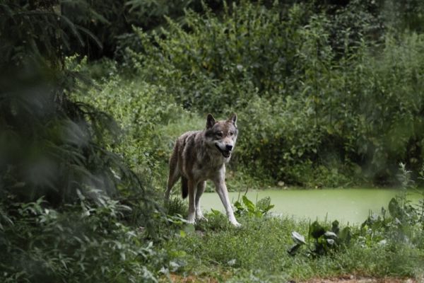 Wolf kommt aus dem Wald